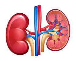 Best Kidney Specialist Doctor in Moulvibazar
