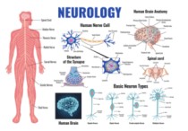 Best Neurologist Doctors in Jashore