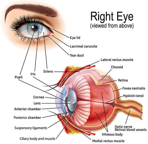 Best Eye Specialist Doctor in Jashore